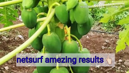 100% उत्पन्न वाढणार 40%ने✅ वर्षाचा खर्च अर्धा कमी होनार✅ कोनताच रोग पडणार नाही ✅ 