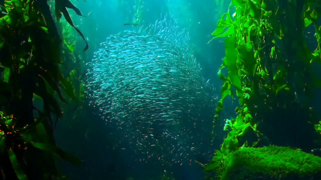 Beautiful Coral Reef Fish, Relaxing Ocean Fish, & Soothing Music for Meditation, Therapy, deep Sleep