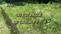 LES SCOOPS DE MICHOU64 W-D.D. - 9 JUILLET 2020 - PAU -  OÙ EST PASSÉ LE GAZON. . .