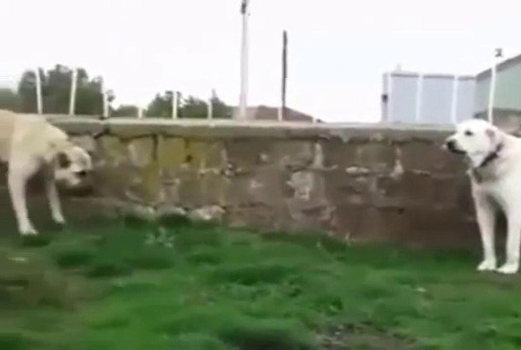 AKBAS COBAN KOPEGi vs SiVAS KANGAL KOPEGi - AKBASH DOG vs KANGAL DOG