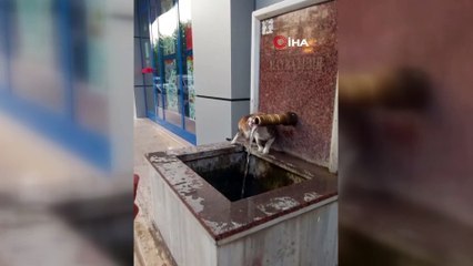 Sıcaktan bunalan kediler çeşmelere koştu