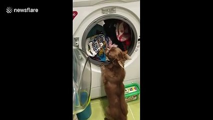 This chihuahua goes barking mad at her owner washing her dresses