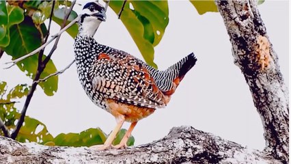 I heard his calls often, but I didn&apos;t know what it looked like