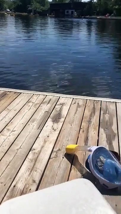 Ce chien debout dans l'eau ressemble à s'y méprendre à... Dobbie !