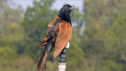 Beetle Kind of housekeeper chasing snakes or called small Pheasant