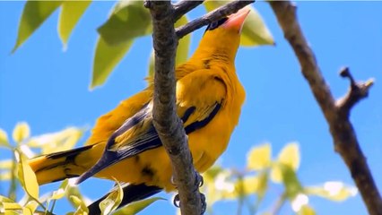 This is the Oriole bird in ancient poems. Beautiful bright feathers .
