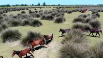 Kızılırmak Deltası’ndaki yılkı atları böyle görüntülendi