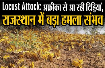 locust attack || राजस्थान को विशेष सतर्कता बरतने की जरूरत