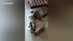 Disabled cat babysits orphaned kittens in Thailand