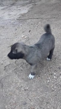 SiVAS KANGAL COBAN KOPEGi YAVRUSU - ANATOLiAN SHEPHERD KANGAL DOG PUPPY