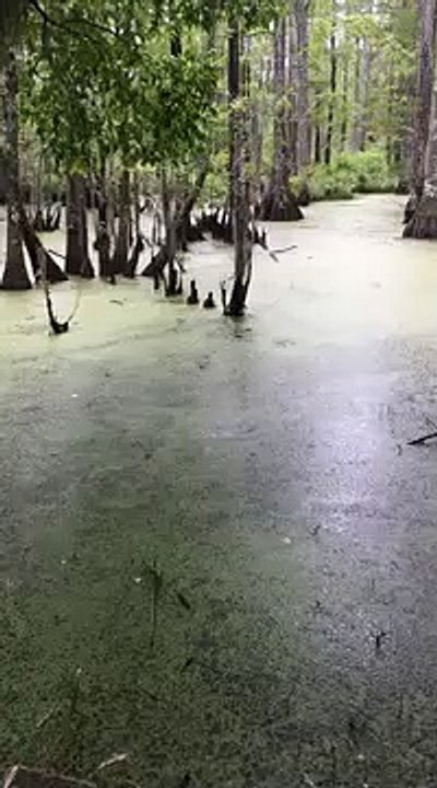 Alligator vs Pointeur laser