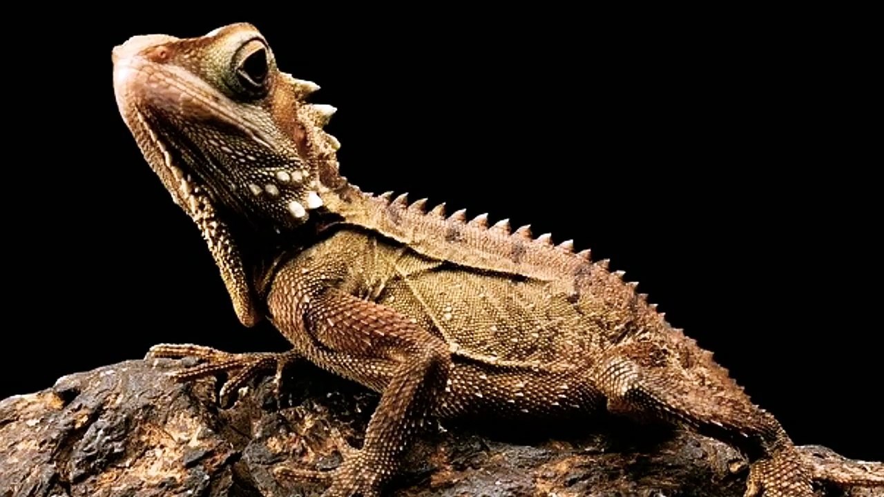 What Lizards Eat Mice? video Dailymotion