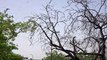 Locust Swarms Ravage Homes In India