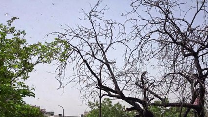 Locust Swarms Ravage Homes In India