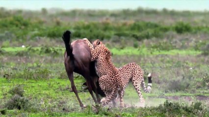 AGE OF BIG CATS  1of3 Origins HD