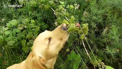 Hungry dog picks her own snacks on walk