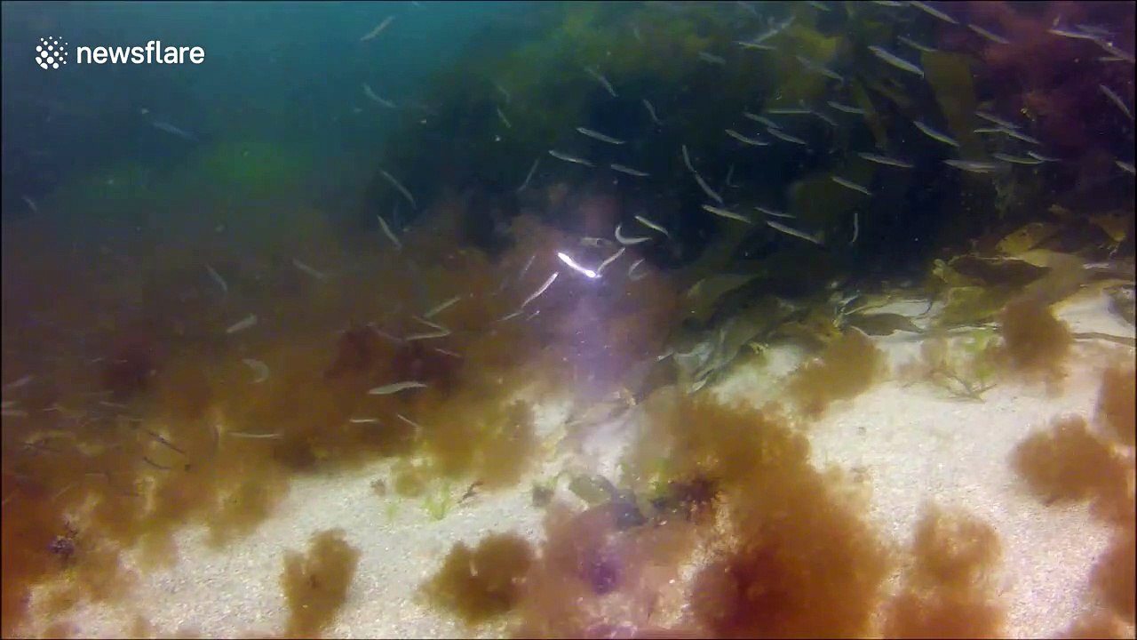 Scuba diver mobbed by sand eels in South Cornwall