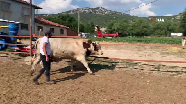 Isparta'da 1.3 tonluk boğa 30 bin TL’ye alıcısını bekliyor