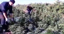 Nurri (CA) - Allevatore arrestato per coltivazione di marijuana (18.07.20)