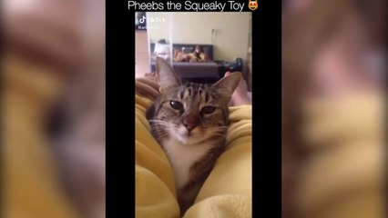 BEST DANK CAT MEMES COMPILATION OF 2020