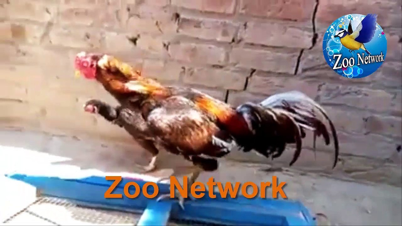 Asel murga | Asel kokar | Dasi murga | dasi kokar | dasi chalha | mainwali asel murga |Zoo Network