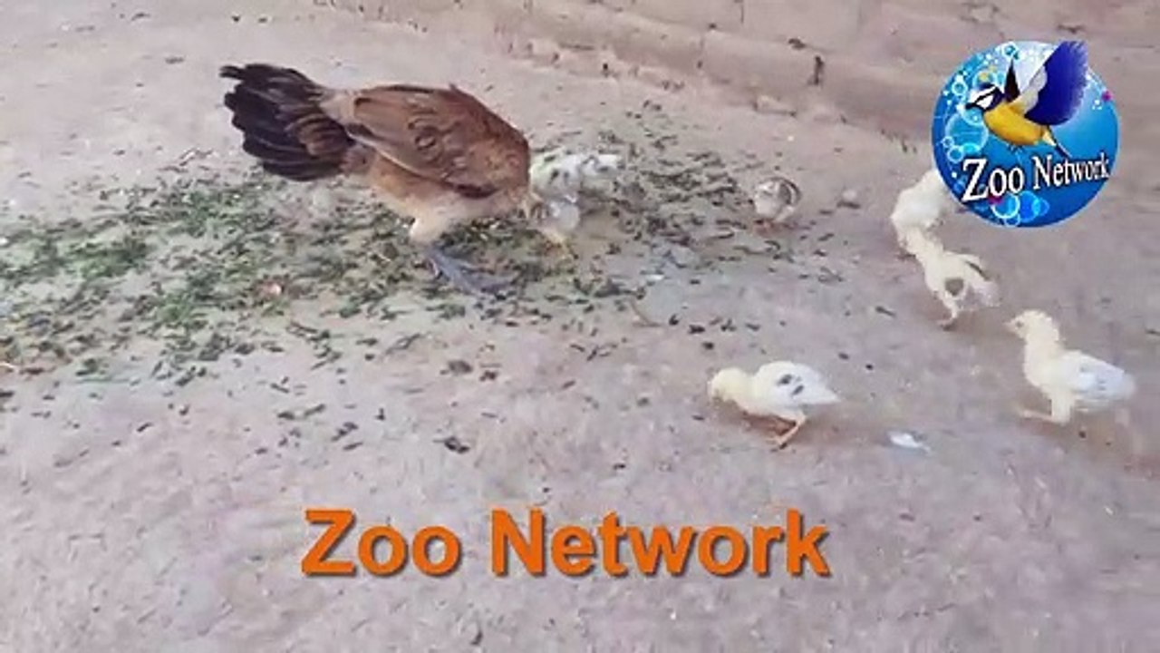 Asel kokar | mainwali asel murga | murga | Dasi murga | dasi kokar | dasi chalha | Chick |ZooNetwork