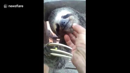 This sloth falling asleep while getting chin scratches will instantly relax you