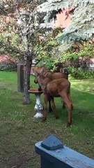 Moose Babies Break Birdbath