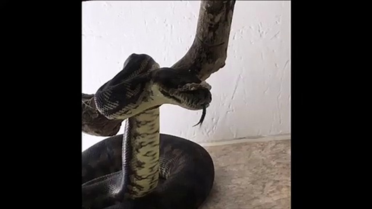 Ce python qui baille est impressionnant