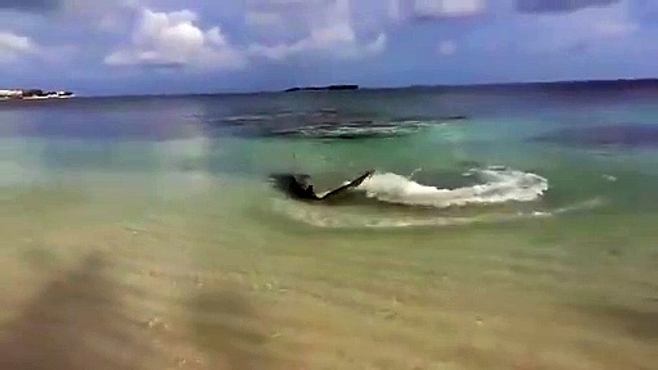 Ce requin vient chasser jusque sur la plage