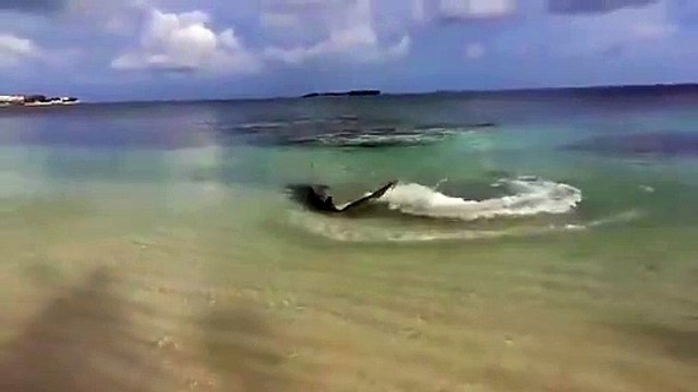 Ce requin vient chasser jusque sur la plage