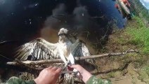 Il trouve un aigle piégé dans une ligne de pêche