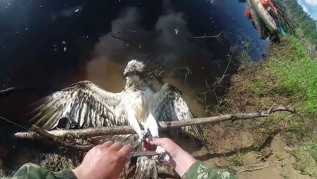 Il trouve un aigle piégé dans une ligne de pêche