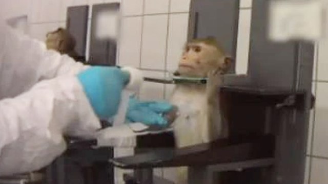 Fact check: Video of animal cruelty is not of COVID-19 trial