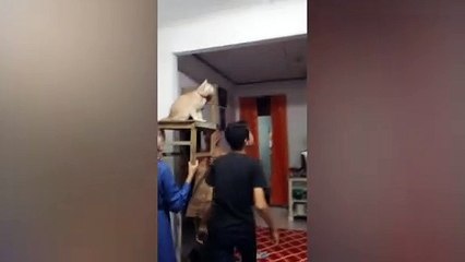 Family puts cat on a chair to catch gecko