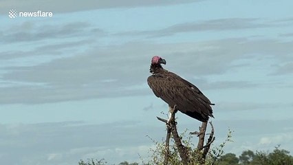 Huge endangered Lappet-faced Vulture spotted in Kruger National Park