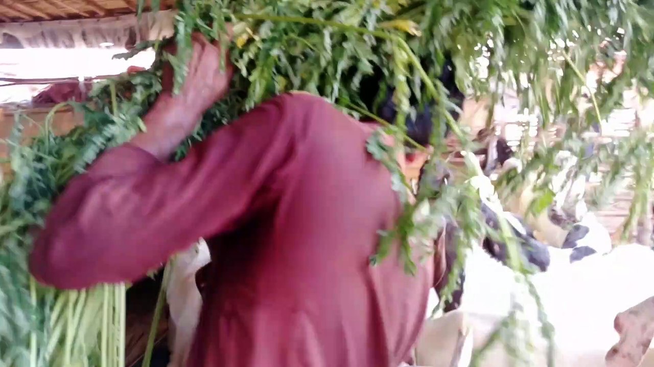 bakra mundi  | bakra eid | bakra mandi pakistan |bakra mandi shahpur kanjra lahore update after rain.