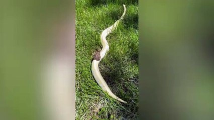 Frog rides on banana spinner python
