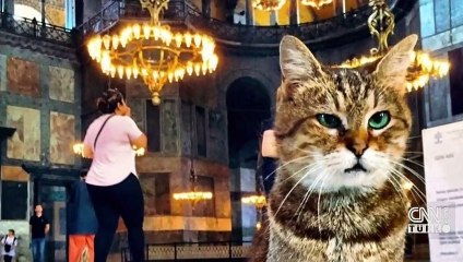 Vali Yerlikaya'dan Ayasofya'nın ünlü kedisi "Gli" ile ilgili açıklama | Video
