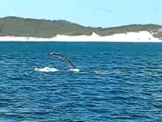 Observation de baleines