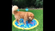 Funny And Cute Golden Retriever Puppies Compilation #2 - The Most Funny Dogs