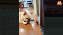 PERROS Y GATOS FELICES SIN LIMITES 2