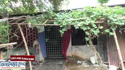 ঝিনাইদহ কোরাবানী ঈদ গরু l Jhenaidah Qurbani Eid Cow