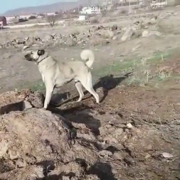 4 *4 SiVAS KANGAL KOPEGi - 4*4 ANATOLiAN SHEPHERD DOG KANGAL