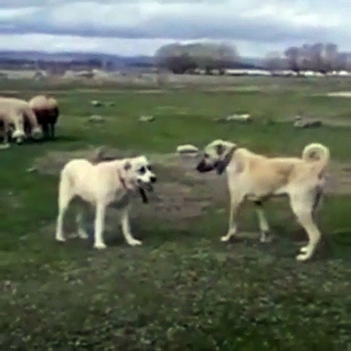 Ala Ve Kangal Coban Kopegi Karsi Karsiya Ala Shepherd Dog And Kangal Dog Face To Face Dailymotion Video