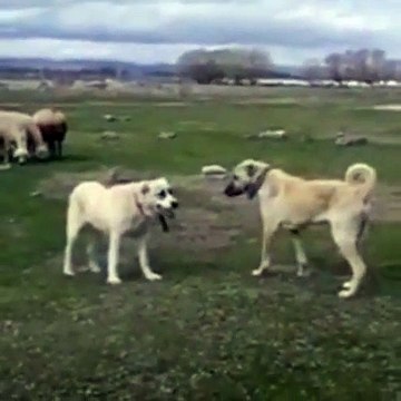 ALA ve KANGAL COBAN KOPEGi KARSI KARSIYA - ALA SHEPHERD DOG and KANGAL DOG FACE TO FACE