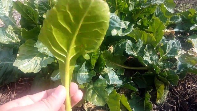 Adam otu Abdüsselamotu, Ademotu, İnsanotu (Mandragora Officinarum) adam otunun faydaları nelerdir (1)