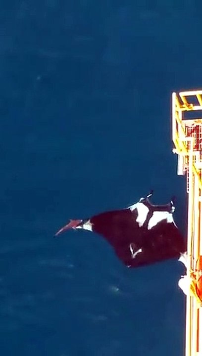 Mantarraya gigante de 8 metros junto a "pequeño tiburon", 17 de Julio 2020