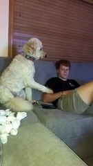 Clingy Goldendoodle Needs Attention