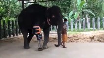 Crean Protesis de pierna para elefante, Julio 2020